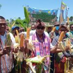 Alokasi 375 Hektar Lahan Program TJPS Diwilayah Kabupaten Kupang,Gubernur NTT Panen Simbolis Di Fatuleu