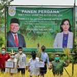 Ketua DPD RI Singgung Soal Impor Beras, Saat Panen Perdana Benih Inpari IR Nutri Zinc Di Sumba