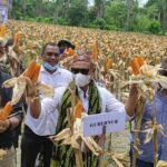 Tanam 23 Desember 2020, Gubernur Panen Jagung TJPS di Bena dan Oe’ekam TTS