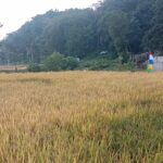 Untuk Menangkal Stunting Di Sumba Barat Daya, Yayasan Kalakioma Kembangkan Produksi Benih Padi