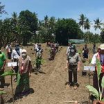 Lakukan Penanaman Pisang Berangan Merah Secara Simbolis, Vincen Kapu Akui Ini Program Bupati Malaka.