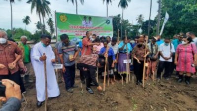 foto berita 30 desember tanam jagung