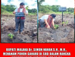 Tanam Gaharu di Sumba, Bupati Simon Ungkap Filosofi Ini