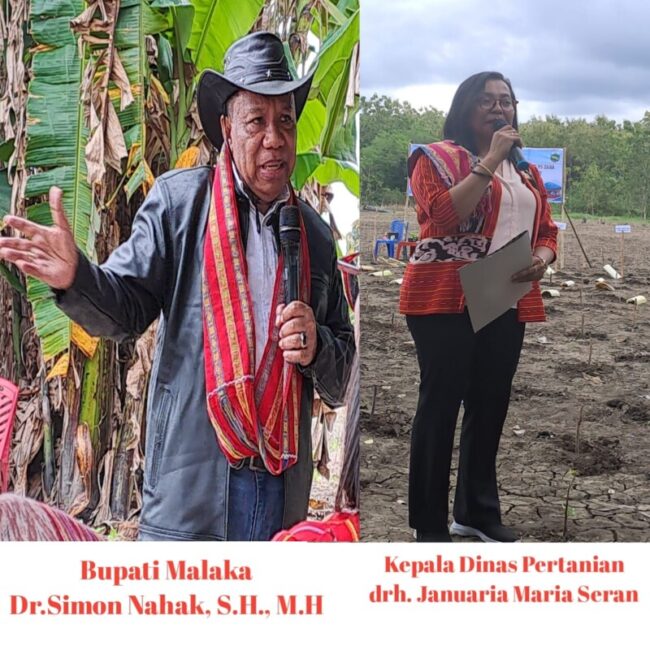 FOTO BUPATI TANAM TEMBAKAU 02222