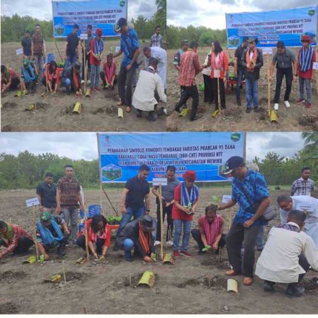 FOTO BUPATI TANAM TEMBAKAU001