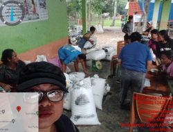 Warga Malaka Serbu Timbangan Gabah, Produksi Beras Nona Malaka Melejit