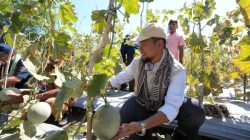 Panen Perdana Melon dan Sayuran di Naioni, Bukti TJSL PLN NTT Tak Sekadar Bangun Infrastruktur
