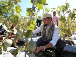 Panen Perdana Melon dan Sayuran di Naioni, Bukti TJSL PLN NTT Tak Sekadar Bangun Infrastruktur